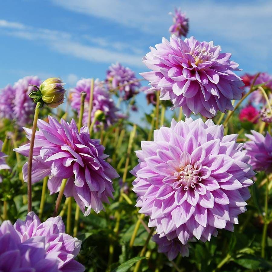 Dahlia 'Ferncliff Inspiration' Bulb