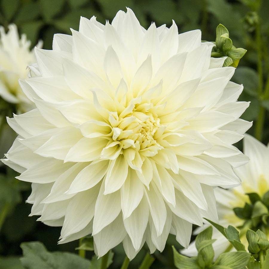Dahlia 'Fleurel' Bulb