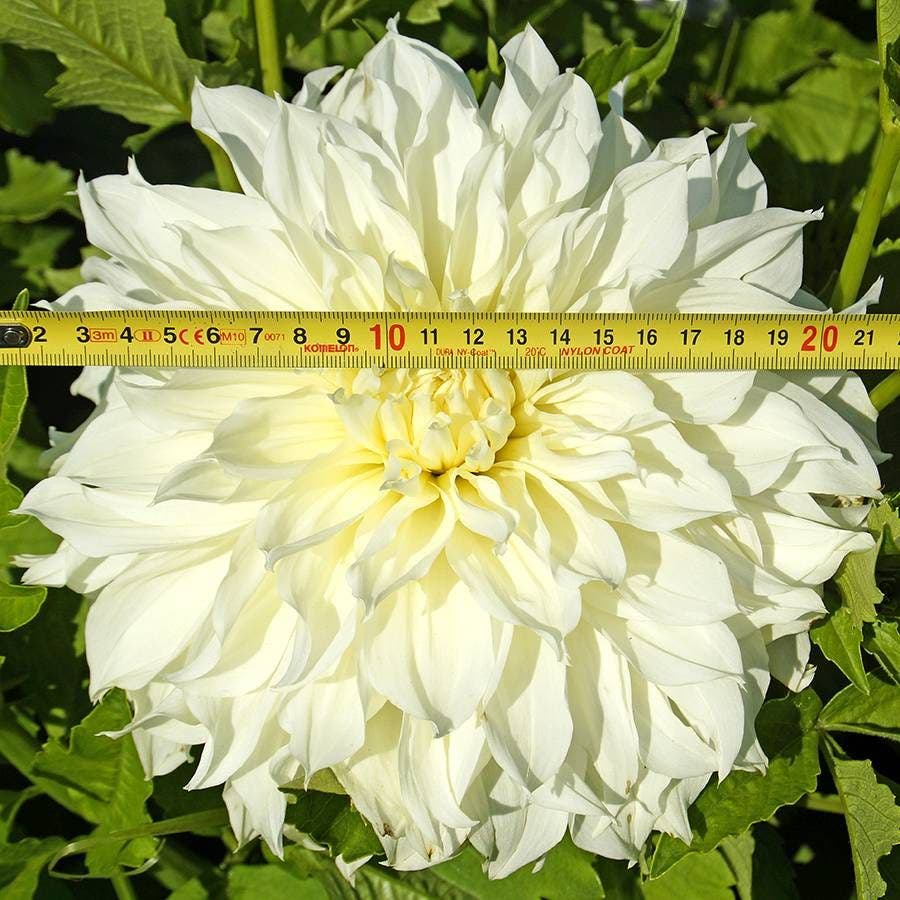 Dahlia 'Fleurel' Bulb