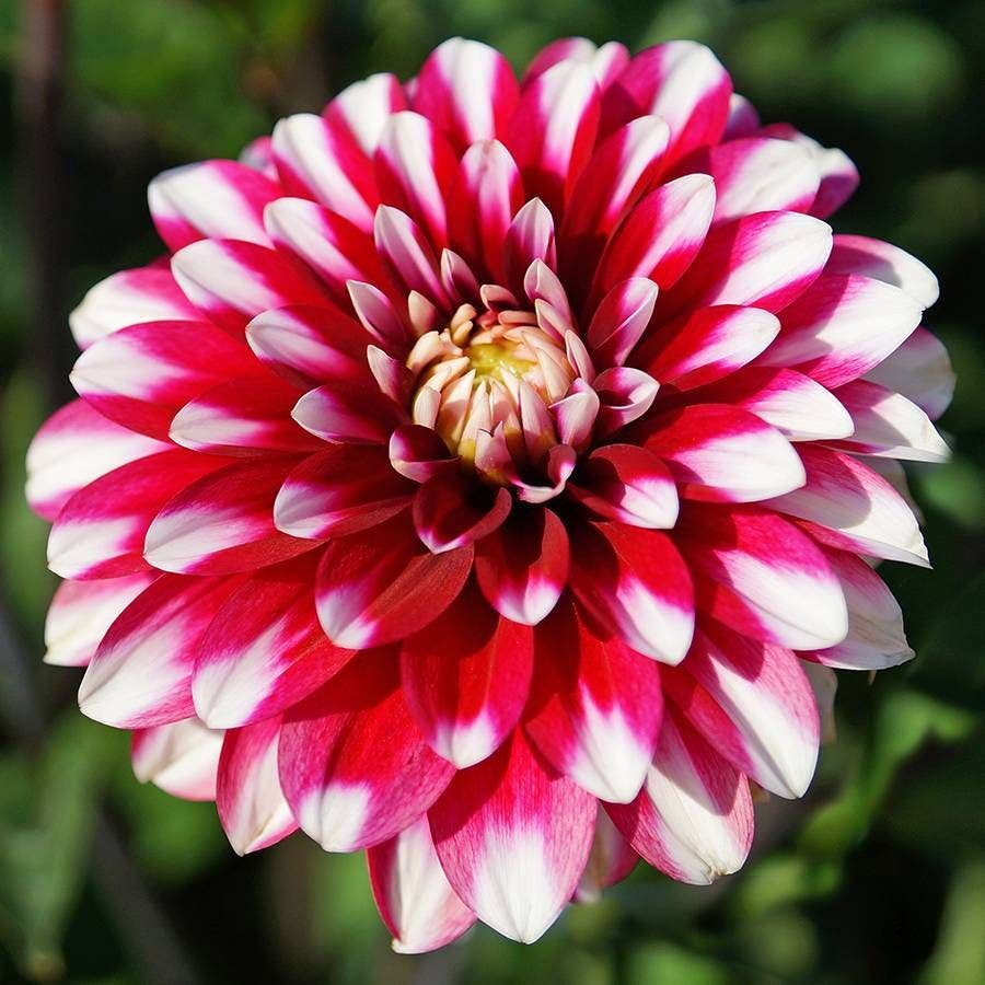 Dahlia Karma® 'Yin Yang' Bulb