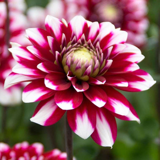 Dahlia Karma® 'Yin Yang' Bulb