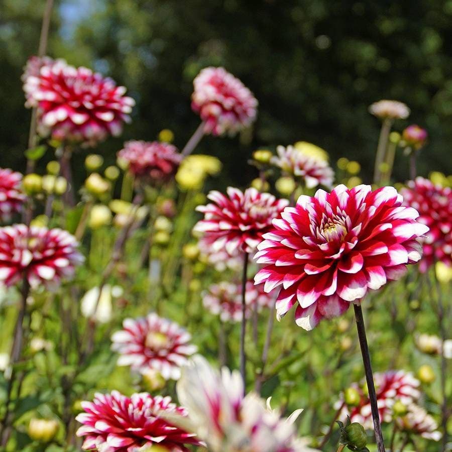 Dahlia Karma® 'Yin Yang' Bulb