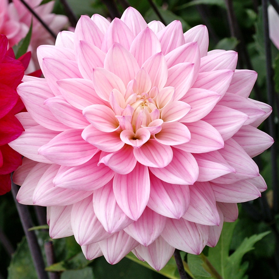 Dahlia Naomi® and Prospero® Mix Dahlia Bulbs