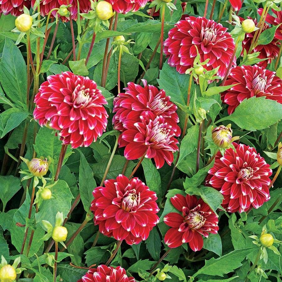 Dahlia 'Red Rock' Bulb