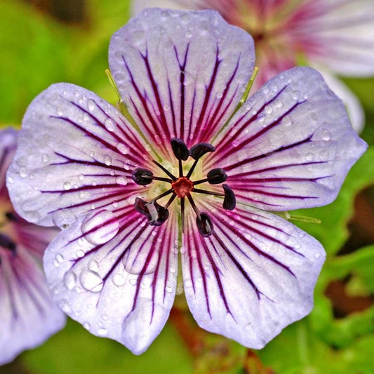Geranium 'Crystal Lake'