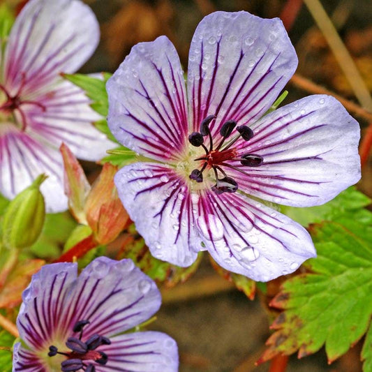Geranium 'Crystal Lake'