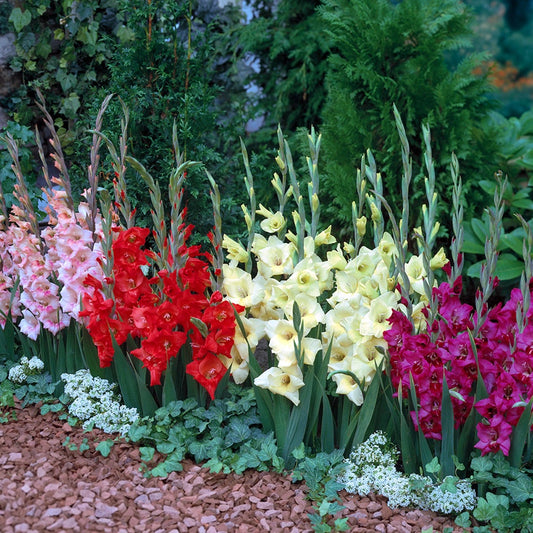 Gladiolus Glamini® Mixed Bulbs