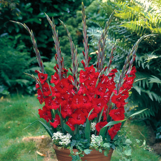 Gladioli Glamini® Tom Bulbs