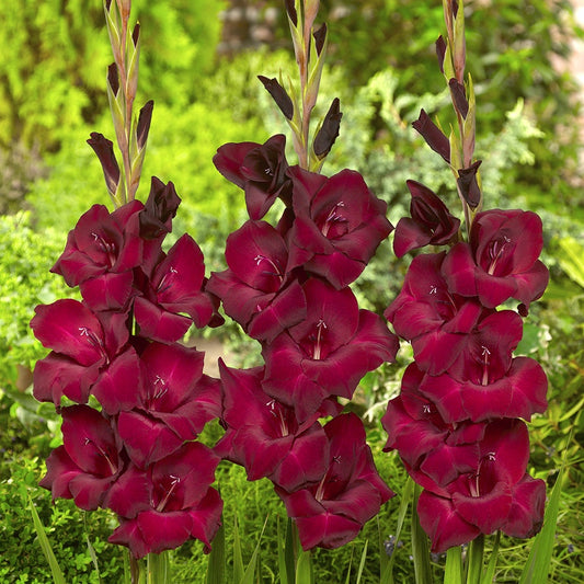 Gladioli Glamini® Tom Bulbs
