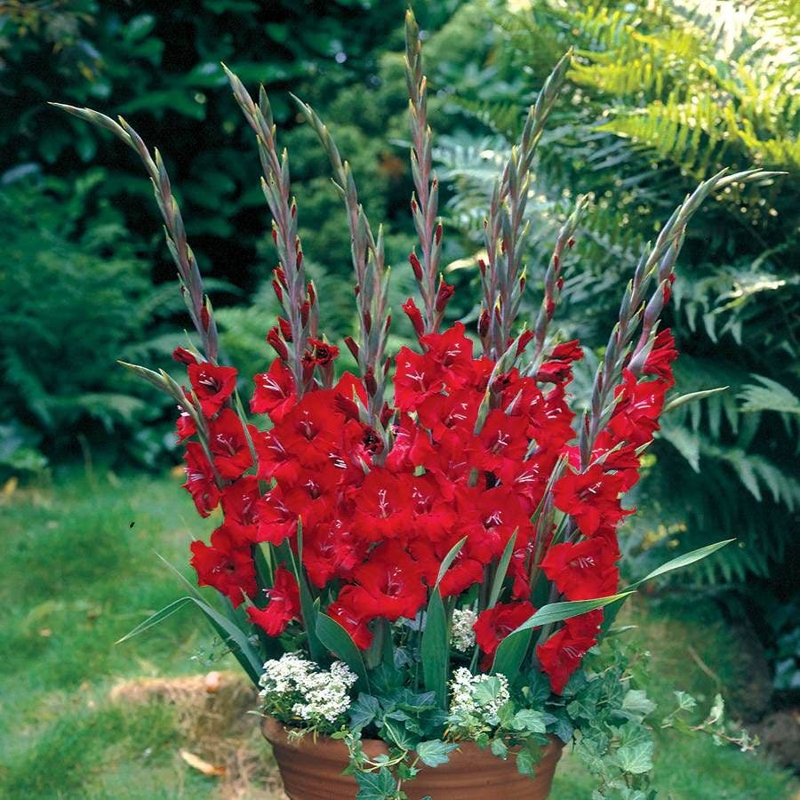 Gladioli Glamini® Tom Bulbs