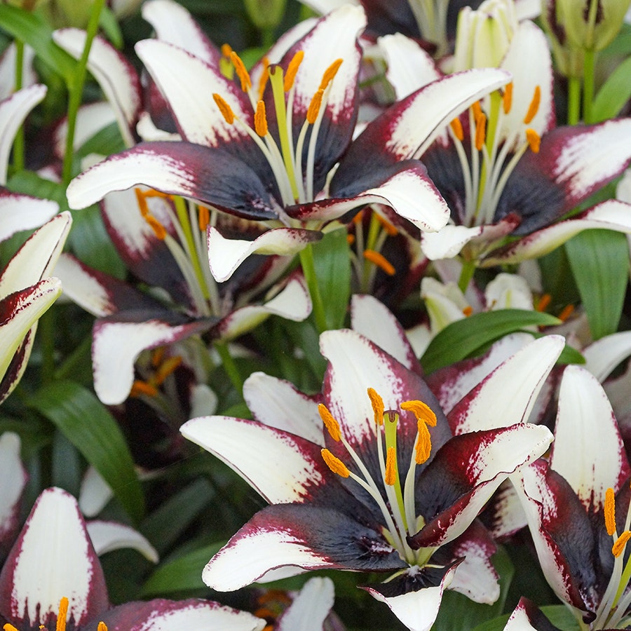 Lilium Asiatic 'Netty's Pride' Bulbs