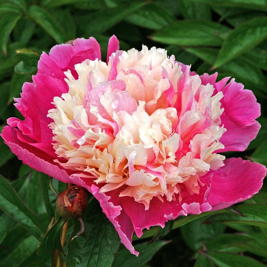 Paeonia 'Cora Stubbs'