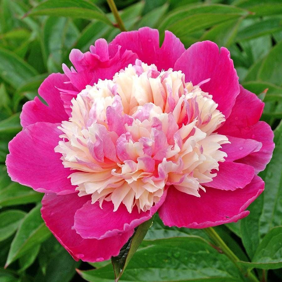 Paeonia 'Cora Stubbs'