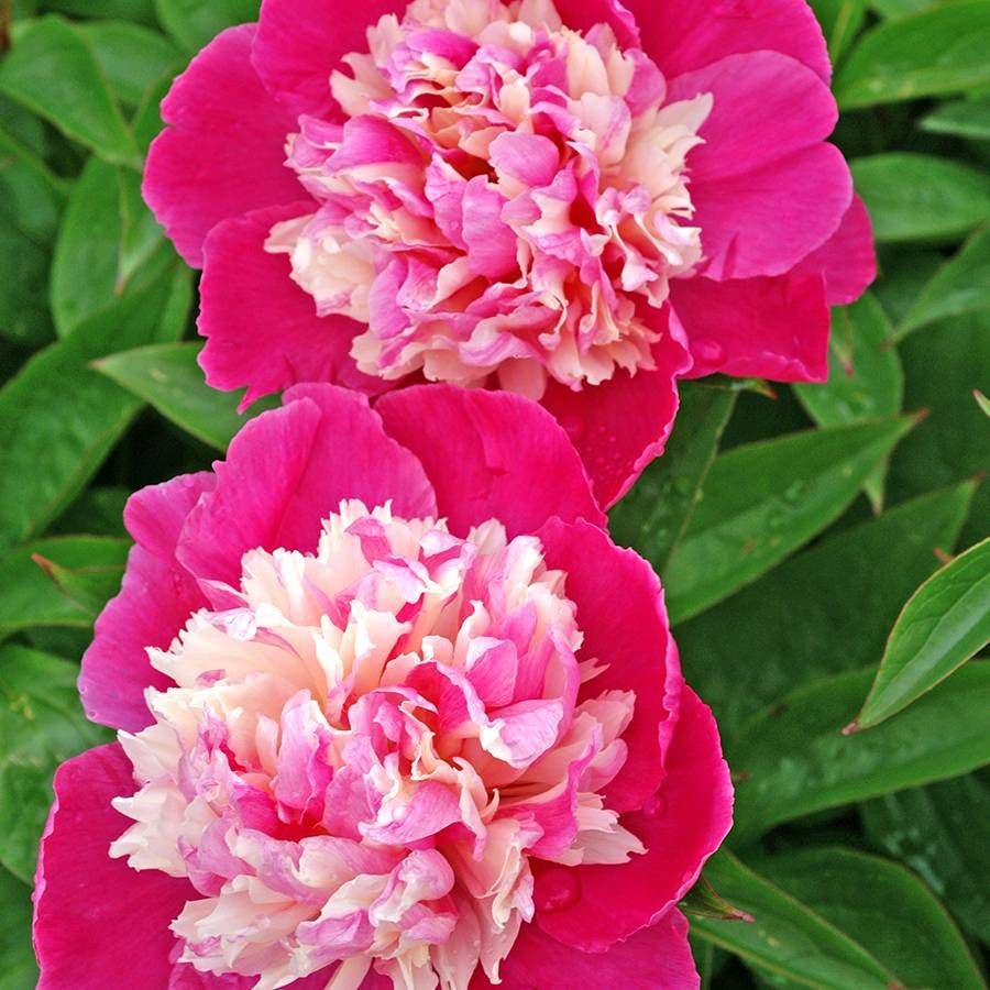 Paeonia 'Cora Stubbs'