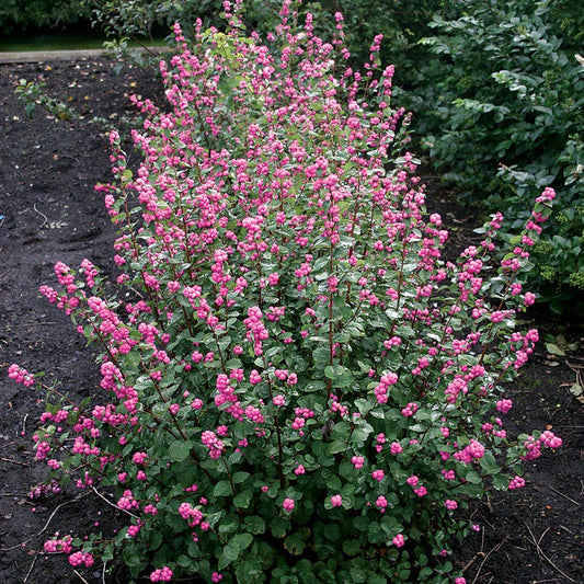 Symphoricarpos Magical® Treasure