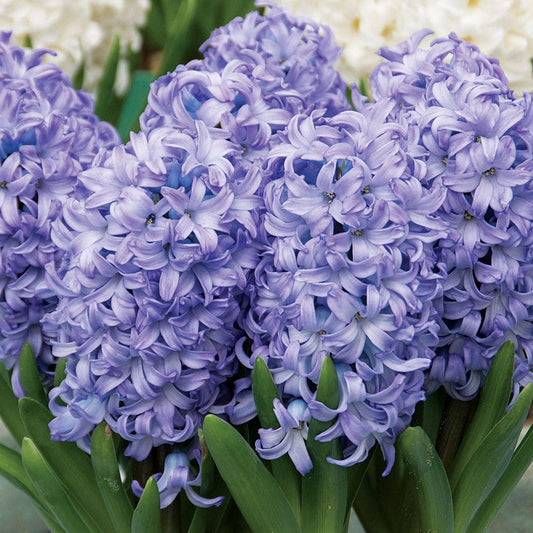 Hyacinth Chicago