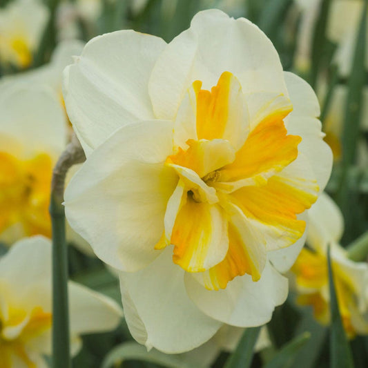 'Sorbet' Daffodil Bulbs