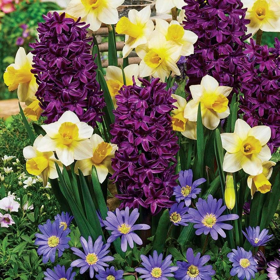 Spring Perfume Blend Bulbs