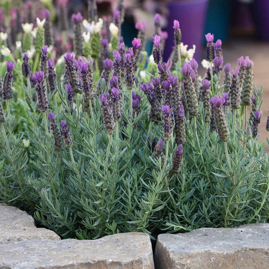 anouk spanish lavender tree Lavandula 'Anouk'