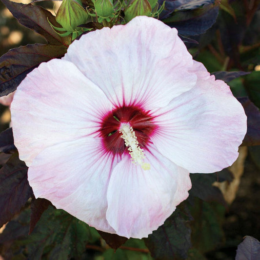 Hibiscus Blush Head Over Heels® Rose of Sharon