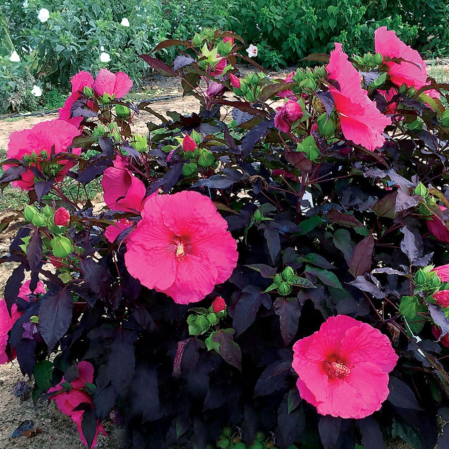 Hibiscus Passion Head Over Heels® Rose of Sharon