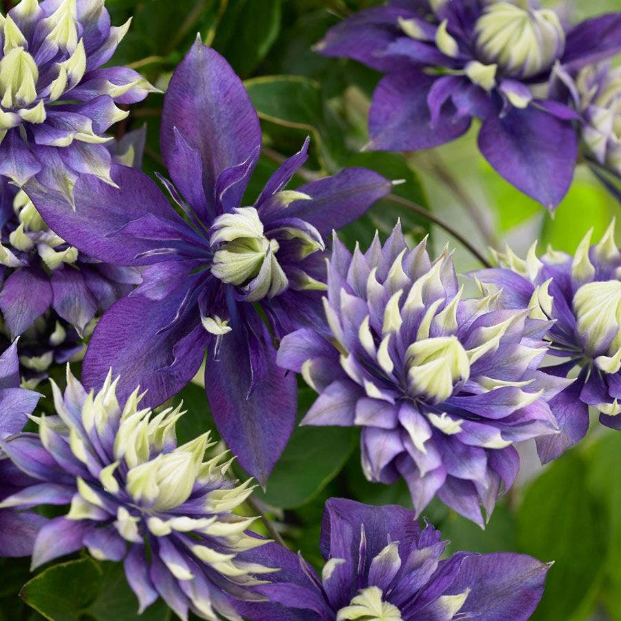 Clematis 'Taiga'