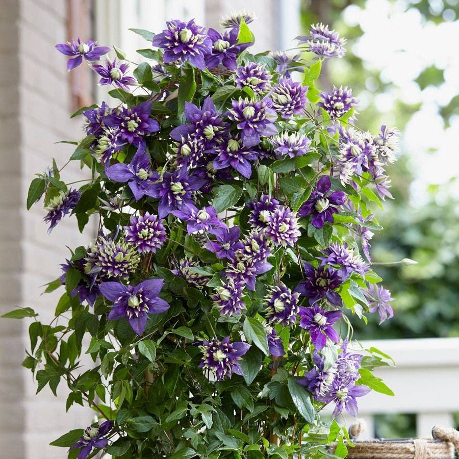 Clematis 'Taiga'