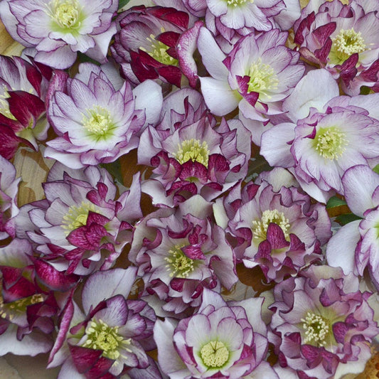 Helleborus Wedding Party® 'Blushing Bridesmaid'