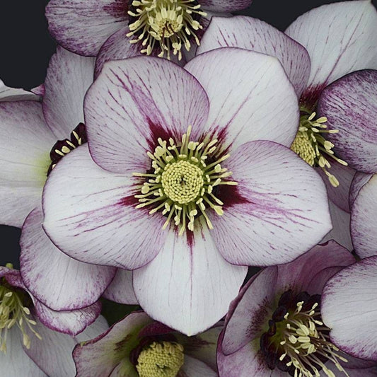 Helleborus Honeymoon® 'French Kiss'