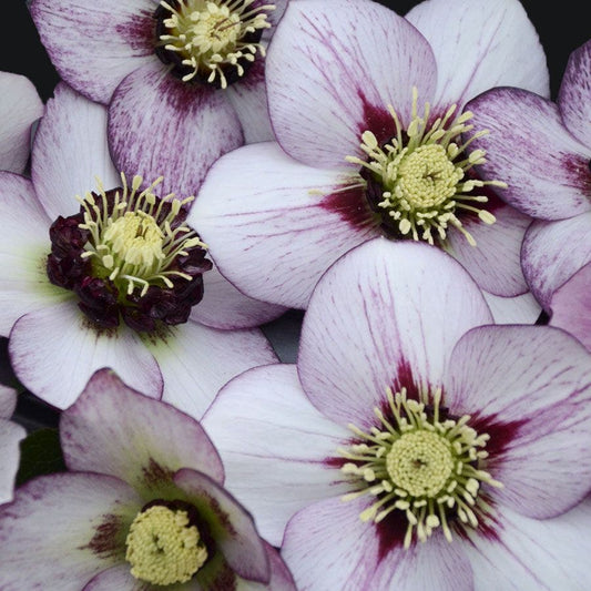 Helleborus Honeymoon® 'French Kiss'