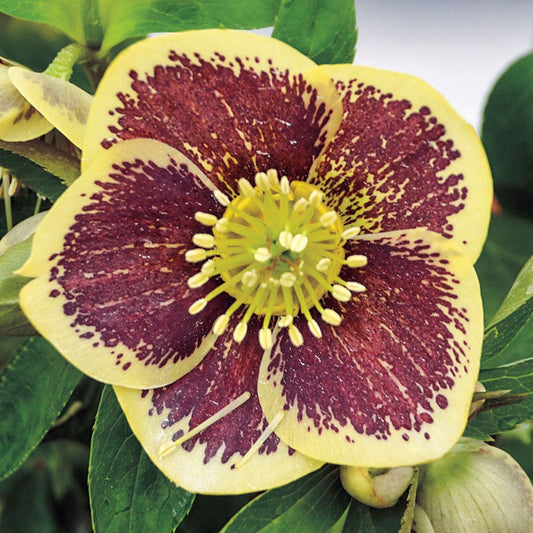 Helleborus Honeymoon® 'Rio Carnival'