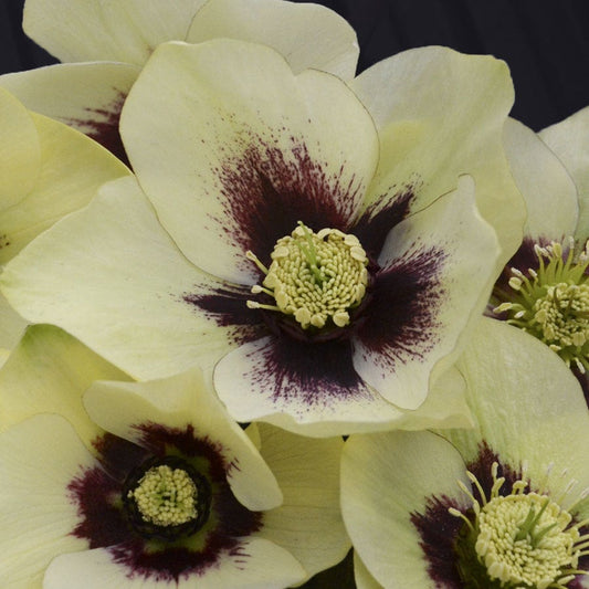 Helleborus Honeymoon® 'Spanish Flare'