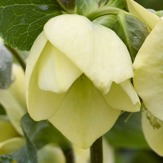 Helleborus Honeymoon® 'Spanish Flare'