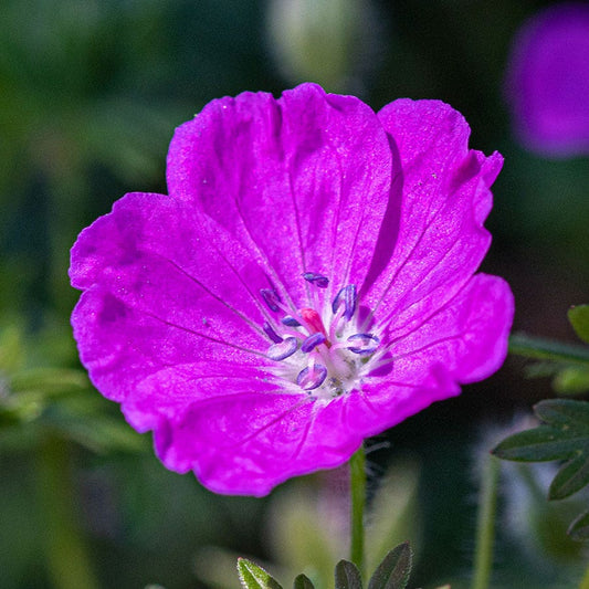 Geranium 'Max Frei'