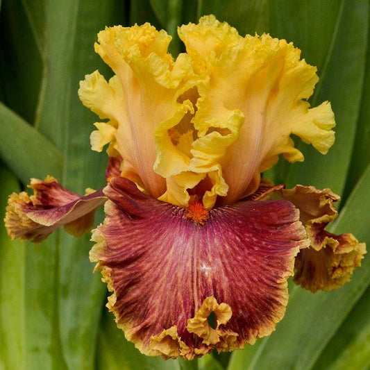 Iris germanica 'Decadence'