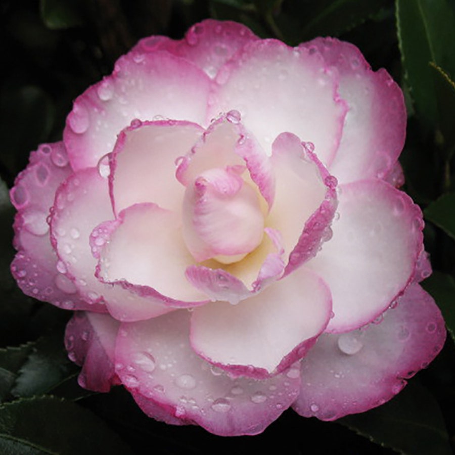 Camellia 'Leslie Ann'