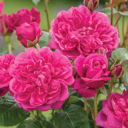 Rosa 'James L. Austin'