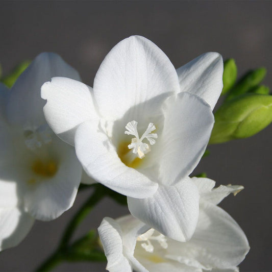 Freesia Albatros Bulbs