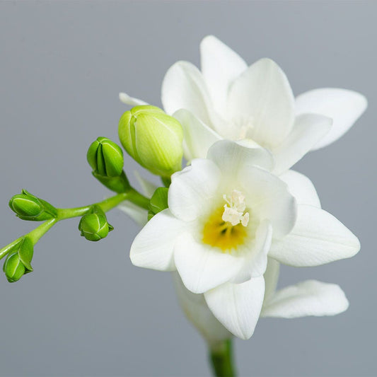 Freesia Albatros Bulbs