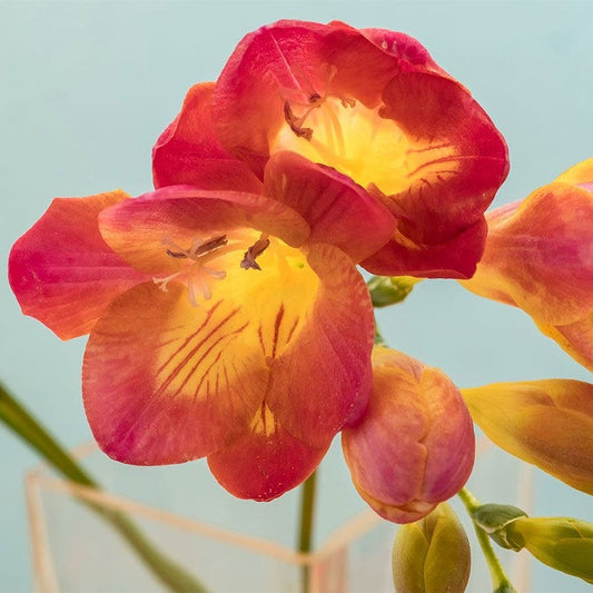Freesia Red Beauty Bulbs