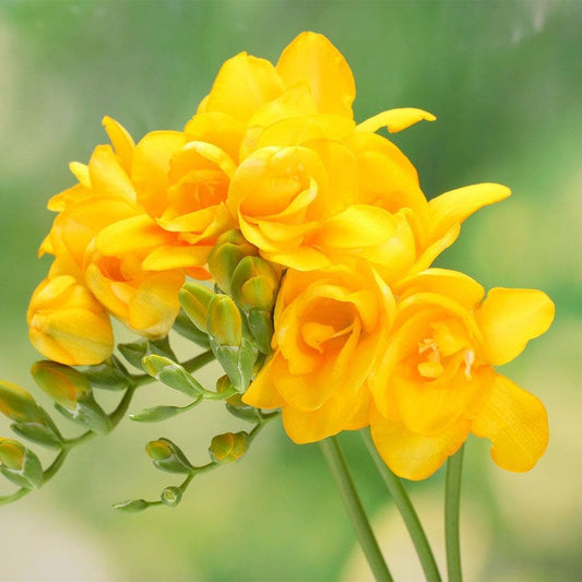 Freesia 'Texas' Bulbs