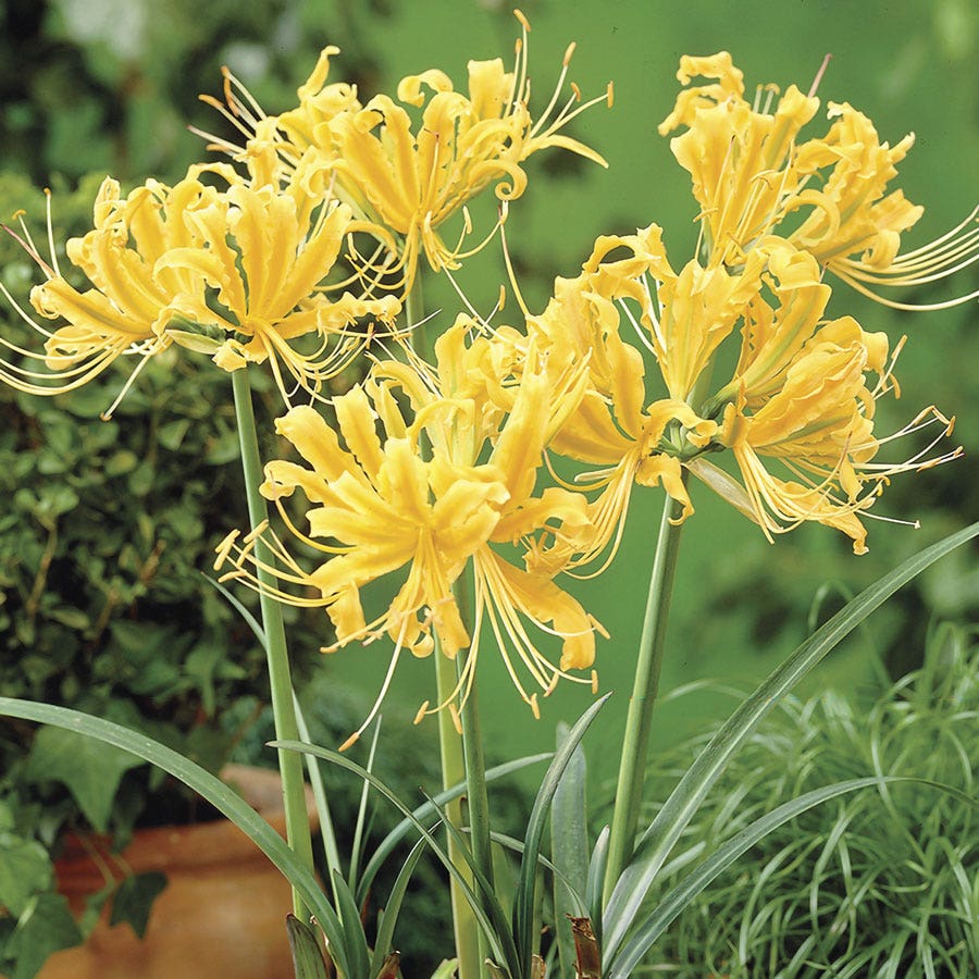 different types of spider lilies Lycoris aurea Yellow Spider Lily Bulbs – Wayside Gardens
