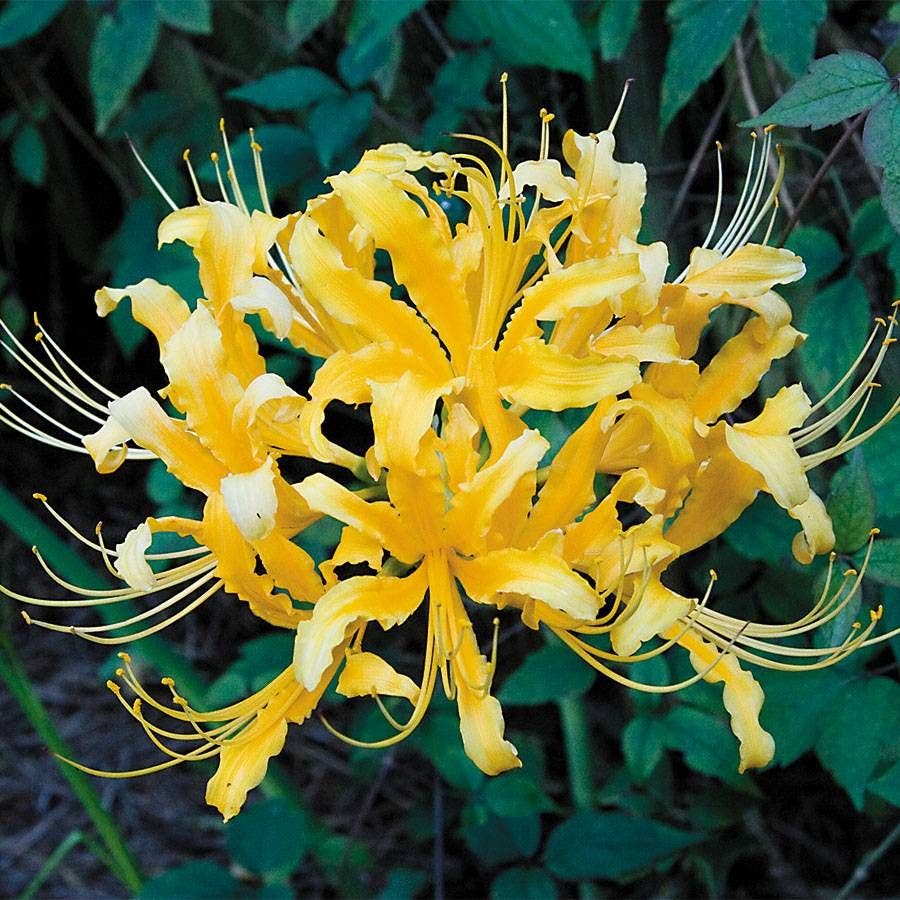 yellow spider lilies lycoris aurea Lycoris aurea (Yellow Spider Lily) Bulb