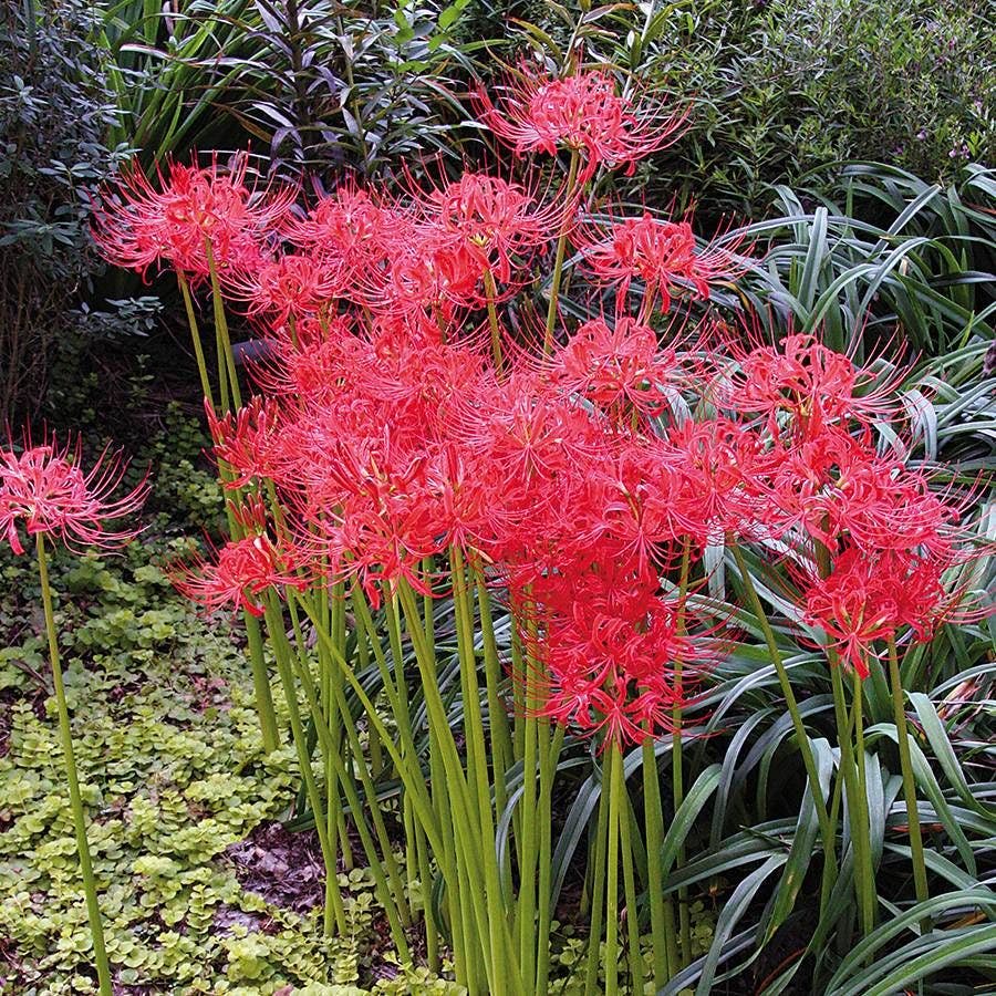 Lycoris radiata (Red Spider Lily) Bulbs