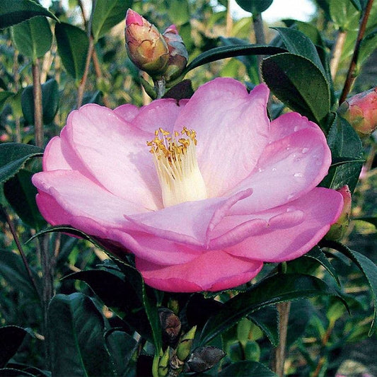 Camellia 'Taylor's Perfection'