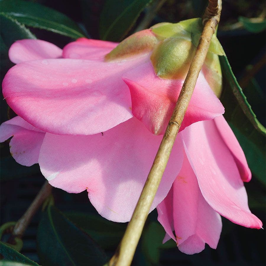 Camellia 'Taylor's Perfection'