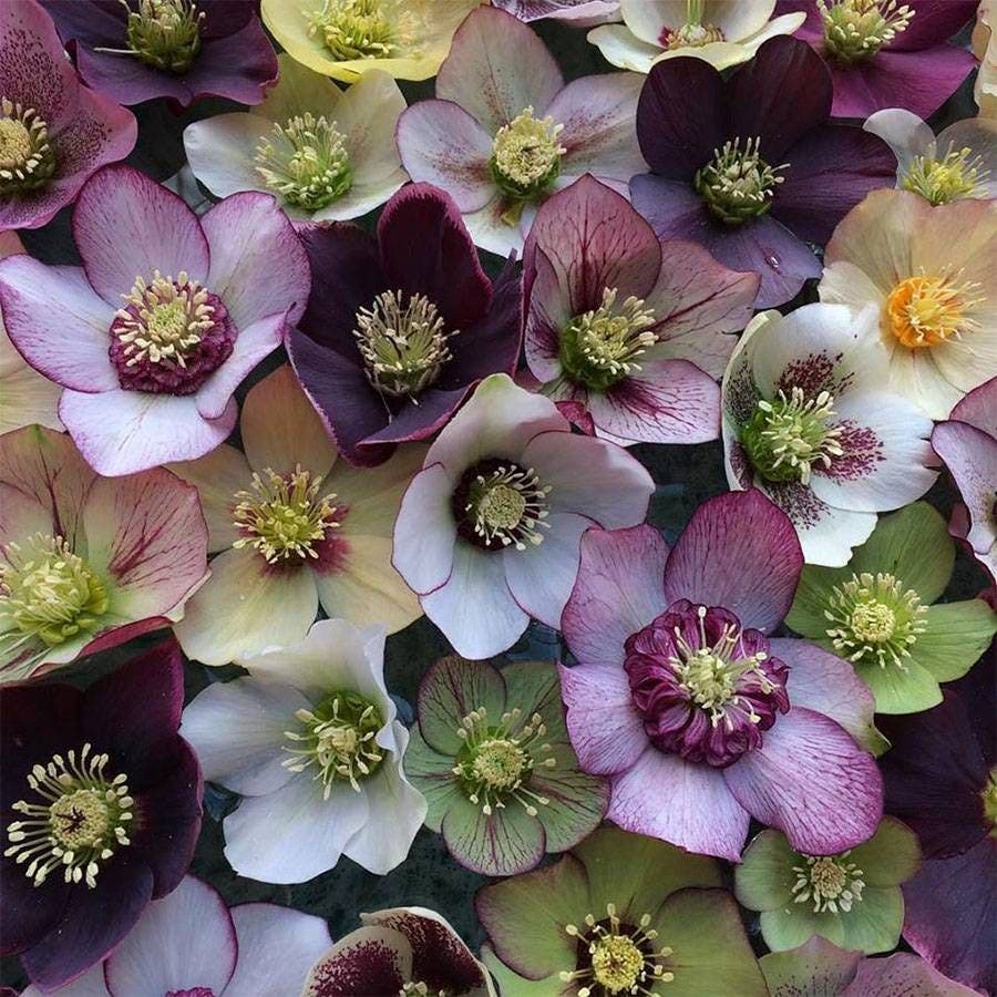 Helleborus 'Pine Knots Select Strain'