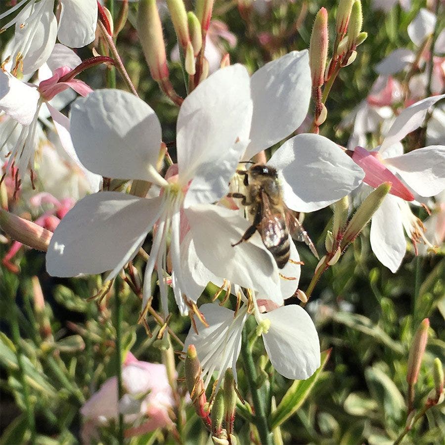 Gaura Silver Fountain