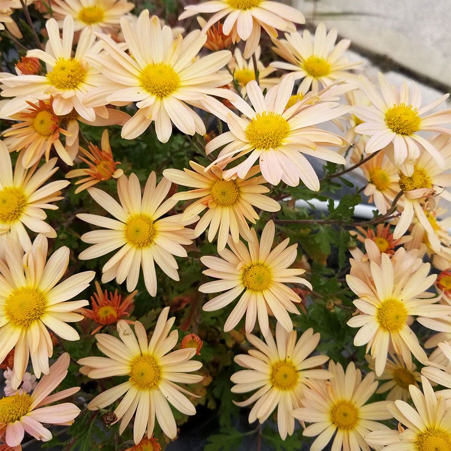 Chrysanthemum 'Brandywine Sunset'
