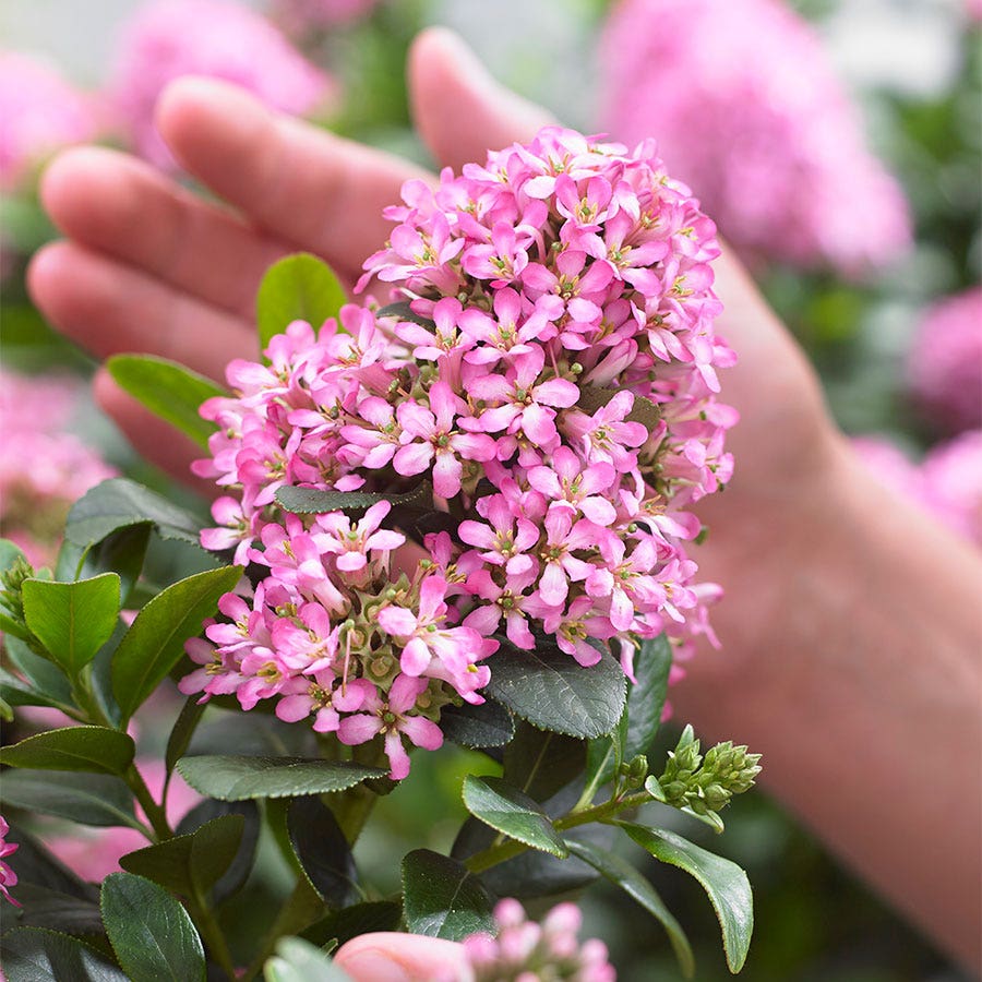 Escallonia Pink Elle